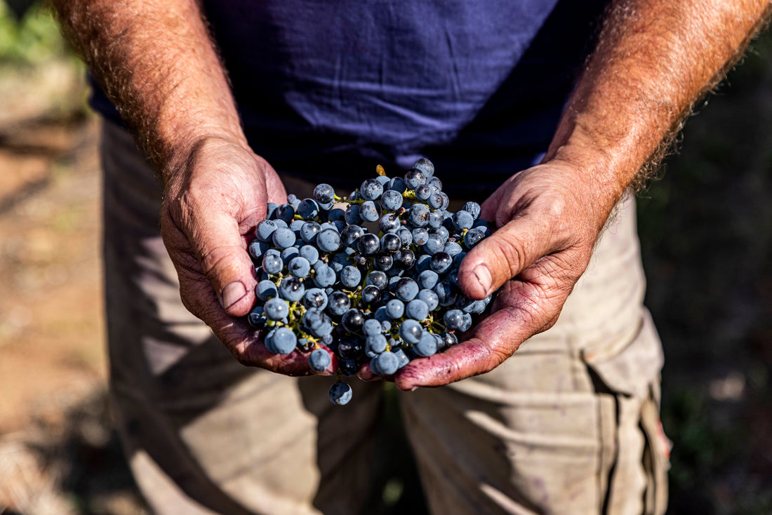 Winemaker inspect grape